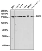 Anti-BUB1 antibody used in Western Blot (WB). GTX30097