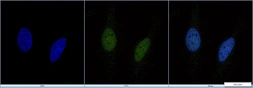 Anti-EP300 antibody [RW128] used in Immunocytochemistry/ Immunofluorescence (ICC/IF). GTX30614
