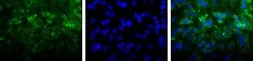 Anti-LIMP II antibody used in Immunocytochemistry/ Immunofluorescence (ICC/IF). GTX30676