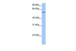 Anti-ERF antibody, C-term used in Western Blot (WB). GTX30788