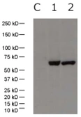 Anti-Influenza A virus Nucleoprotein antibody used in Western Blot (WB). GTX30852