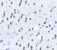 Anti-SCF antibody used in IHC (Paraffin sections) (IHC-P). GTX31379