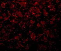 Anti-GOLPH2 antibody used in IHC (Paraffin sections) (IHC-P). GTX31391