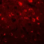 Anti-TMEM59L antibody used in IHC (Paraffin sections) (IHC-P). GTX31449