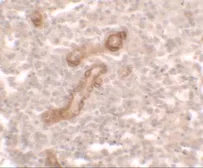 Anti-PRKCDBP antibody used in IHC (Paraffin sections) (IHC-P). GTX31530