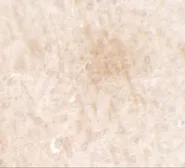 Anti-FGFR3 antibody used in IHC (Paraffin sections) (IHC-P). GTX31549