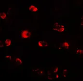 Anti-OASL antibody used in Immunocytochemistry/ Immunofluorescence (ICC/IF). GTX31572