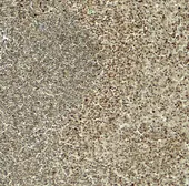 Anti-HES5 antibody used in IHC (Paraffin sections) (IHC-P). GTX31605