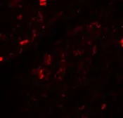 Anti-Beclin 1 antibody used in IHC (Paraffin sections) (IHC-P). GTX31722