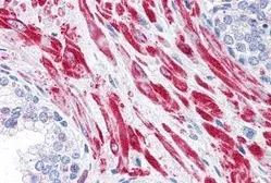 Anti-AS160 / TBC1D4 antibody used in IHC (Paraffin sections) (IHC-P). GTX31767
