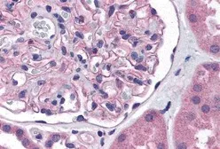 Anti-Nephrin antibody used in IHC (Paraffin sections) (IHC-P). GTX31799