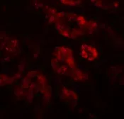 Anti-DPF2 antibody used in IHC (Paraffin sections) (IHC-P). GTX31819
