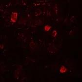 Anti-NELF antibody used in IHC (Paraffin sections) (IHC-P). GTX31872