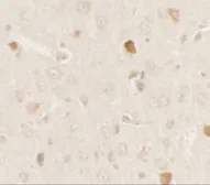 Anti-PRAS40 antibody used in IHC (Paraffin sections) (IHC-P). GTX31882