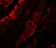 Anti-TFPI antibody used in IHC (Paraffin sections) (IHC-P). GTX31885