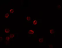 Anti-IL28B antibody used in Immunocytochemistry/ Immunofluorescence (ICC/IF). GTX31893