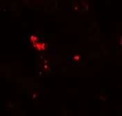 Anti-NOX3 antibody used in IHC (Paraffin sections) (IHC-P). GTX31931