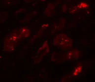 Anti-BATF3 antibody used in IHC (Paraffin sections) (IHC-P). GTX31933