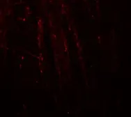 Anti-RHOT1 antibody used in IHC (Paraffin sections) (IHC-P). GTX31938