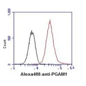 Anti-PGAM1 antibody [AT1G4] used in Flow cytometry (FCM). GTX31959