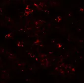 Anti-SLC39A10 antibody used in IHC (Paraffin sections) (IHC-P). GTX31994