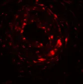 Anti-UPK1B antibody used in IHC (Paraffin sections) (IHC-P). GTX32032