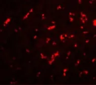 Anti-DRGX antibody used in IHC (Paraffin sections) (IHC-P). GTX32035