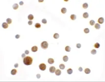 Anti-SLC35D2 antibody used in Immunocytochemistry/ Immunofluorescence (ICC/IF). GTX32037