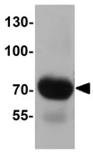 Anti-FOXRED2 antibody used in Western Blot (WB). GTX32060