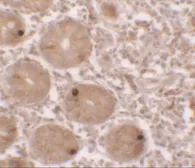 Anti-MTERFD2 antibody used in IHC (Paraffin sections) (IHC-P). GTX32113