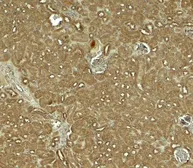 Anti-NOSTRIN antibody used in IHC (Paraffin sections) (IHC-P). GTX32144