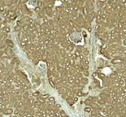 Anti-SLC1A7 antibody used in IHC (Paraffin sections) (IHC-P). GTX32146