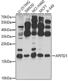 Anti-APITD1 antibody used in Western Blot (WB). GTX32452