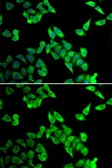 Anti-Cip4 antibody used in Immunocytochemistry/ Immunofluorescence (ICC/IF). GTX32523