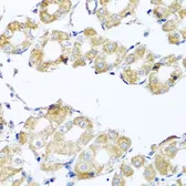 Anti-COQ7 antibody used in IHC (Paraffin sections) (IHC-P). GTX32534