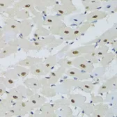 Anti-DDB1 antibody used in IHC (Paraffin sections) (IHC-P). GTX32555