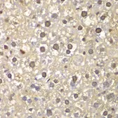 Anti-FEN1 antibody used in IHC (Paraffin sections) (IHC-P). GTX32600