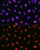 Anti-GADD153 antibody used in Immunocytochemistry/ Immunofluorescence (ICC/IF). GTX32616