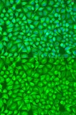 Anti-GFM1 antibody used in Immunocytochemistry/ Immunofluorescence (ICC/IF). GTX32625