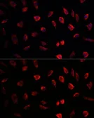 Anti-NEDD1 antibody used in Immunocytochemistry/ Immunofluorescence (ICC/IF). GTX32744