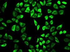 Anti-Peroxiredoxin 6 antibody used in Immunocytochemistry/ Immunofluorescence (ICC/IF). GTX32779