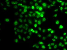 Anti-PRDM7 antibody used in Immunocytochemistry/ Immunofluorescence (ICC/IF). GTX32808
