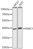 Anti-PSRC1 antibody used in Western Blot (WB). GTX32823