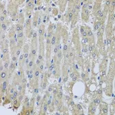 Anti-SYT11 antibody used in IHC (Paraffin sections) (IHC-P). GTX32905