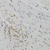 Anti-TAF1C antibody used in IHC (Paraffin sections) (IHC-P). GTX32907