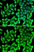 Anti-VTI1B antibody used in Immunocytochemistry/ Immunofluorescence (ICC/IF). GTX32969