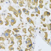 Anti-BTD antibody used in IHC (Paraffin sections) (IHC-P). GTX33046