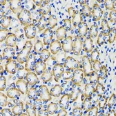Anti-COMT antibody used in IHC (Paraffin sections) (IHC-P). GTX33108