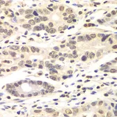 Anti-Cyclin C antibody used in IHC (Paraffin sections) (IHC-P). GTX33132