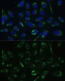 Anti-ERAB antibody used in Immunocytochemistry/ Immunofluorescence (ICC/IF). GTX33249